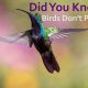 <b><span style="color:violet"> Did You Know Birds Don’t Pee?</b>